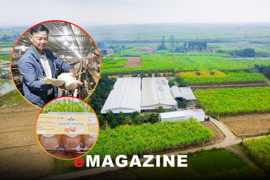 Bài toán con gà - quả trứng và khát vọng làm giàu của chủ trại Lương Sơn