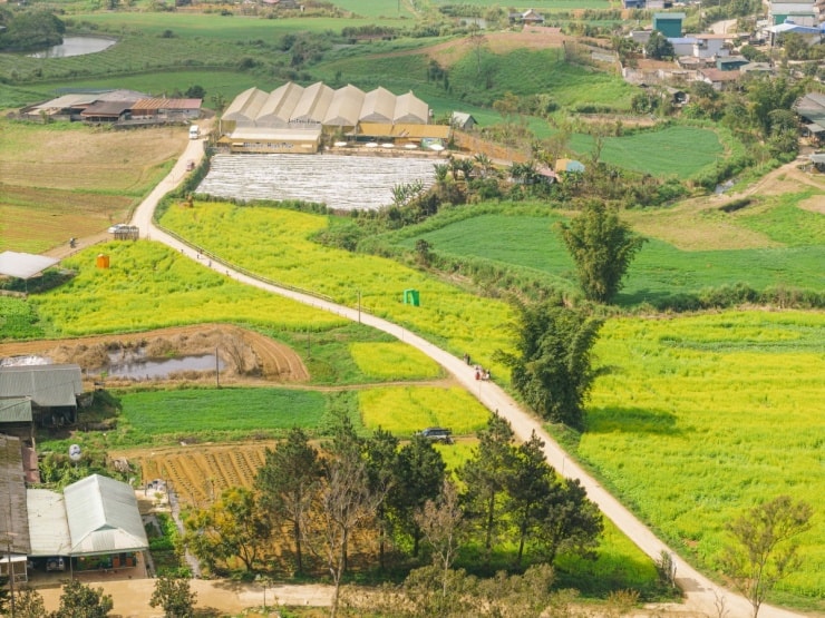 Mộc Châu: Sắc vàng hoa cải Nhật Bản rực rỡ phủ khắp các triền đồi