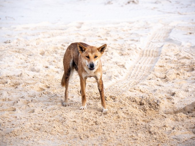 Australia tiêu hủy đàn chó dingo trên đảo K'gari sau cái chết của du khách