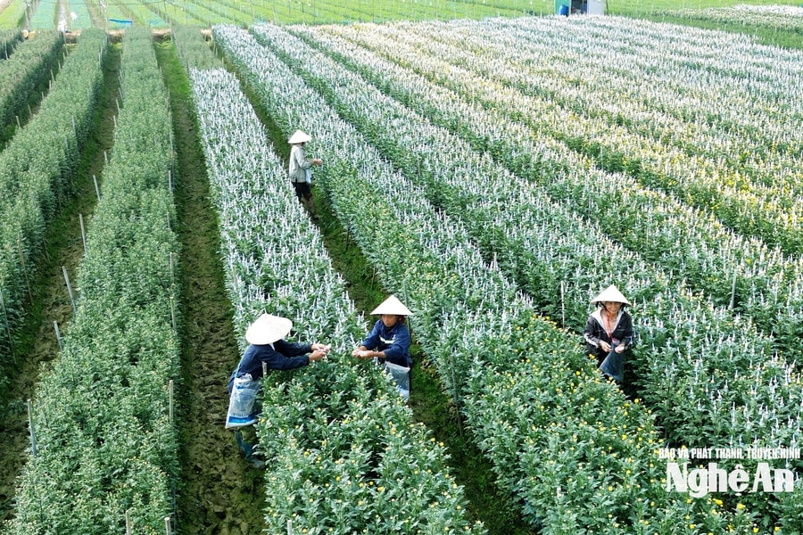 Người trồng hoa cúc Tết vào vụ "nước rút"