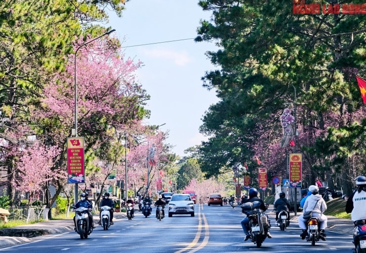 Đà Lạt: Những cung đường mai anh đào 'nhuộm hồng' phố núi dịp cận Tết