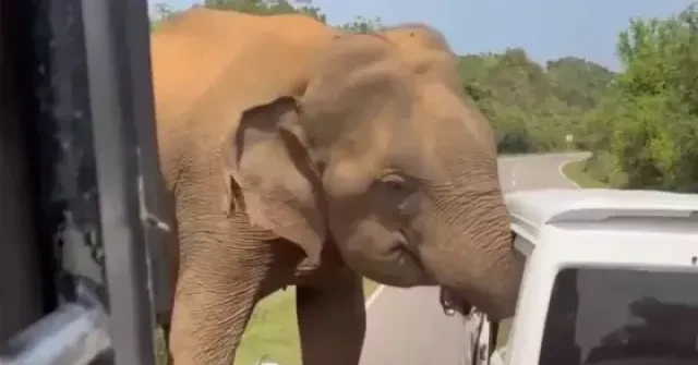 Sri Lanka: Du khách Nga thoát chết trong gang tấc khi bị voi rừng tấn công