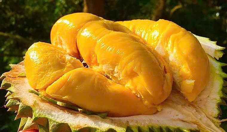 Giá sầu riêng hôm nay 31/1: Sầu Thái loại A lập đỉnh 145.000 đồng/kg