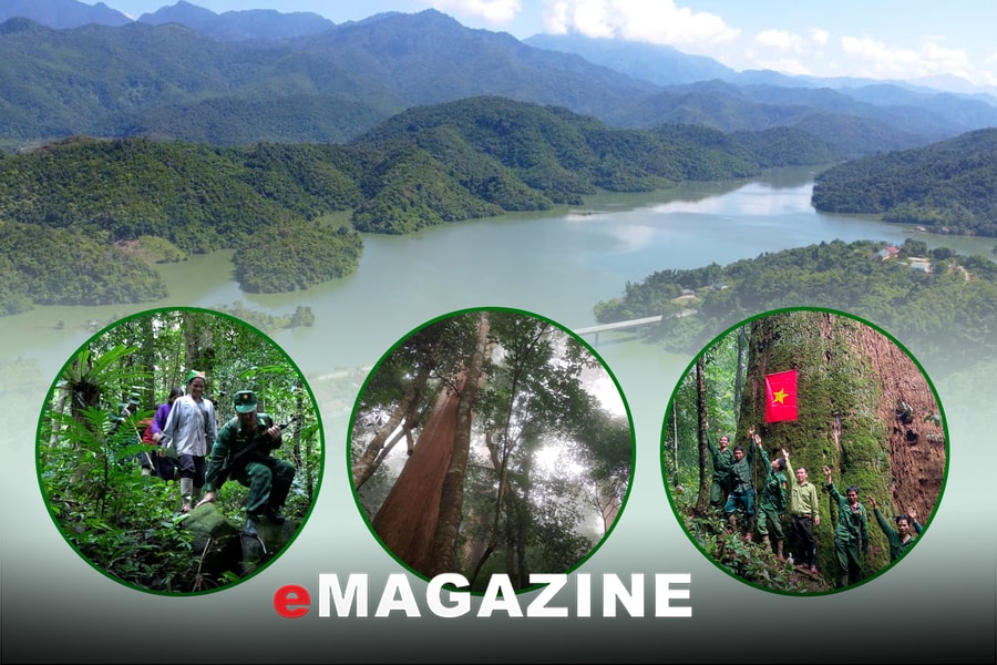 Nghị quyết 05-NQ/TU của Ban Chấp hành Đảng bộ tỉnh: Bước chuyển mạnh mẽ để lâm nghiệp phát triển bền vững