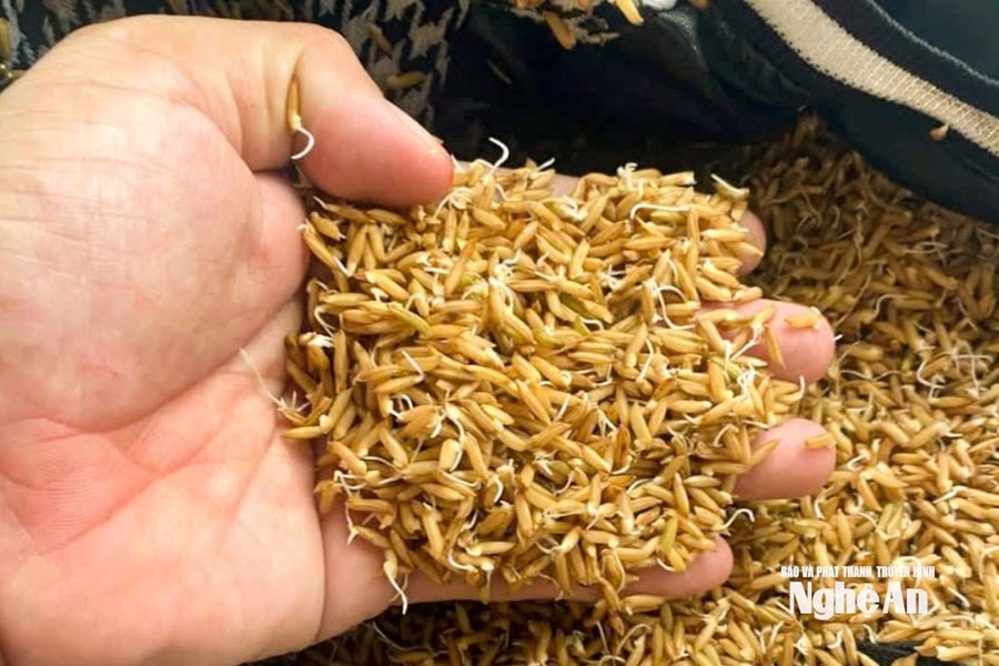 Cảnh báo giống lúa giả, kém chất lượng
