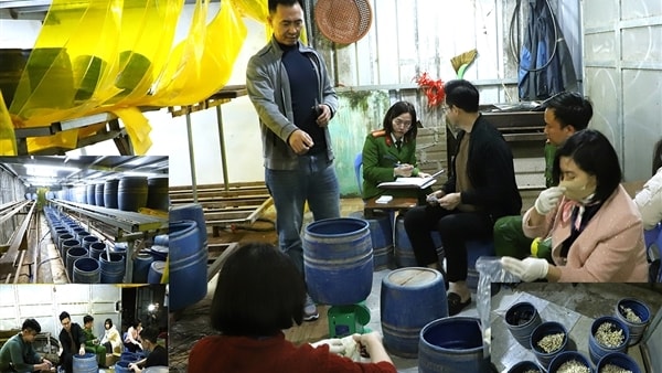 Khởi tố, bắt tạm giam đối tượng sản xuất gần 2,8 tấn giá đỗ bằng chất cấm