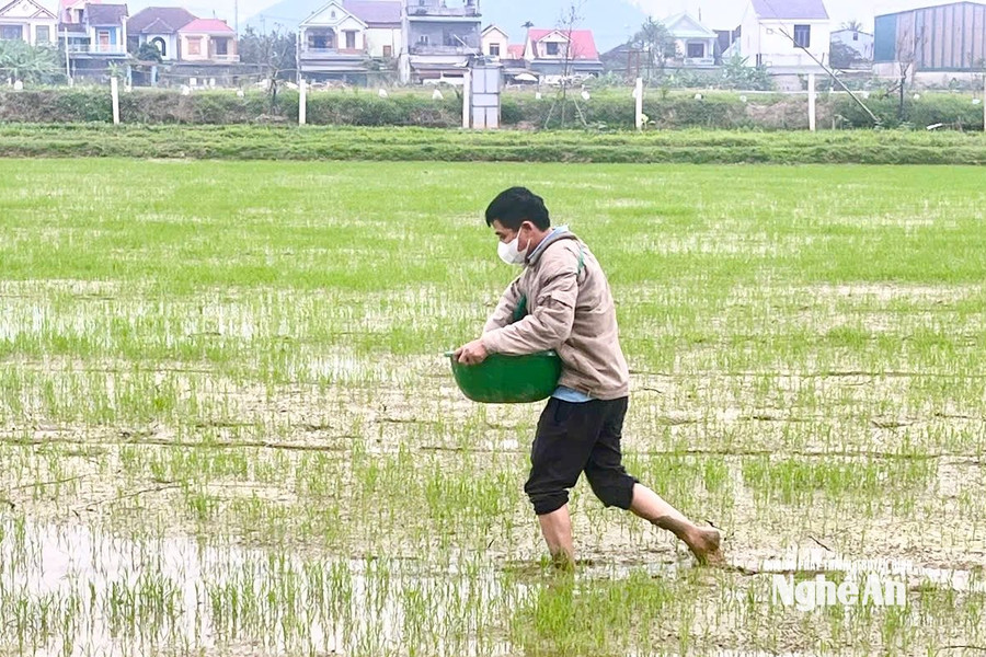 Nguy cơ sâu bệnh xuất hiện gây hại cây trồng vụ xuân