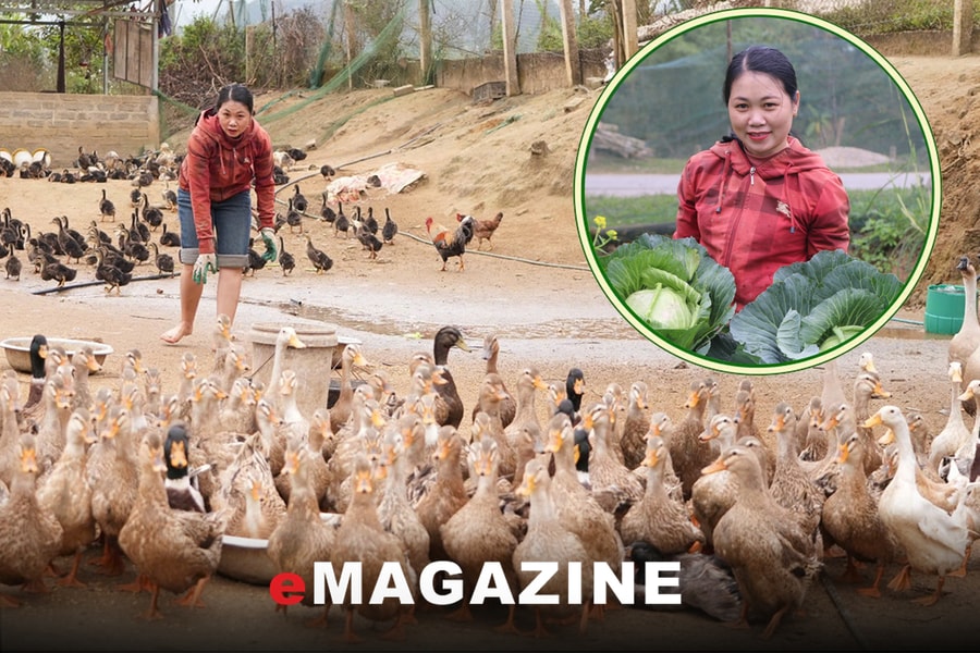 Làm giàu từ vịt bầu bản địa, lan tỏa sinh kế cho người dân