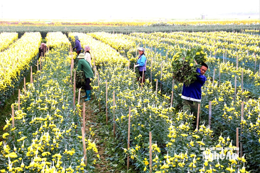 Thời tiết Nghệ An ngày 17/2 (mồng 1 Tết): Ngày nắng yếu, chiều tối và đêm có mưa rào