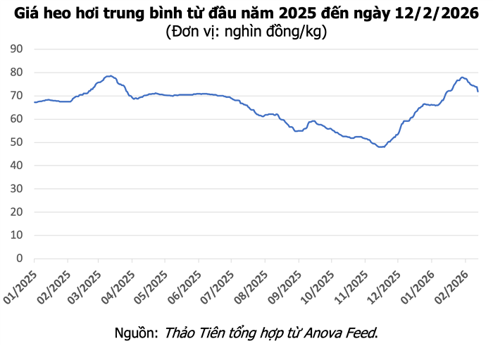 Giá heo hơi hôm nay 12/2: Giảm thêm 2.000 đồng, lùi sâu về mốc 71.000 đồng/kg