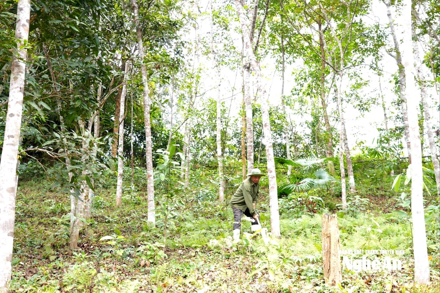 Lão nông “thuần hóa” đất đồi Mường Quàng