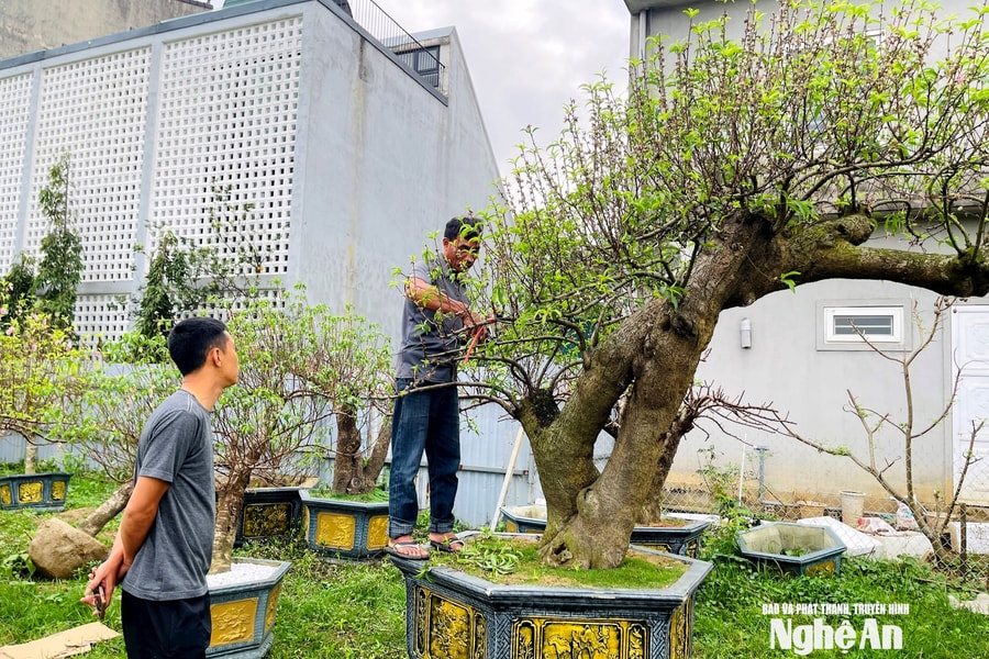 Tiểu thương loay hoay thanh lý đào sau Tết