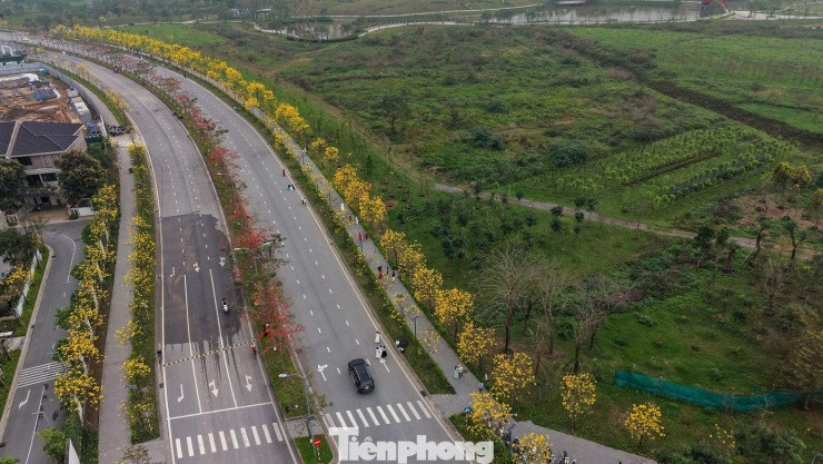 Hà Nội: Chiêm ngưỡng cung đường hoa phong linh rực vàng xen lẫn sắc đỏ hoa gạo