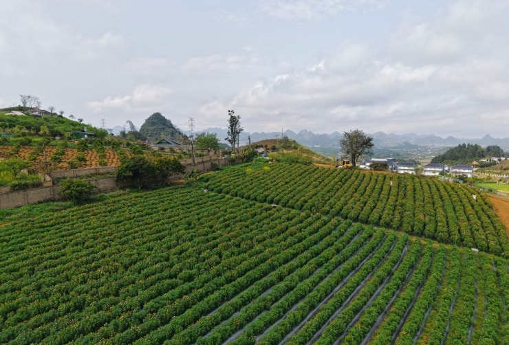 Mộc Châu: Check-in đồi hoa bất tử rực rỡ rộng 4.000 m2