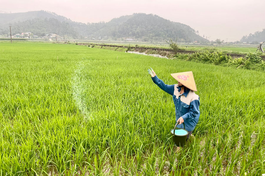 Gần 30 ha lúa ở Khánh Hậu - Trường Vinh bị vàng lá, chưa rõ nguyên nhân