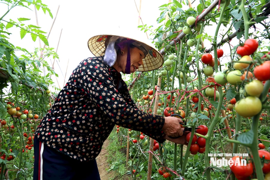 Cà chua rớt giá 3.000 đồng/kg, nông dân vựa rau Nghệ An thua lỗ