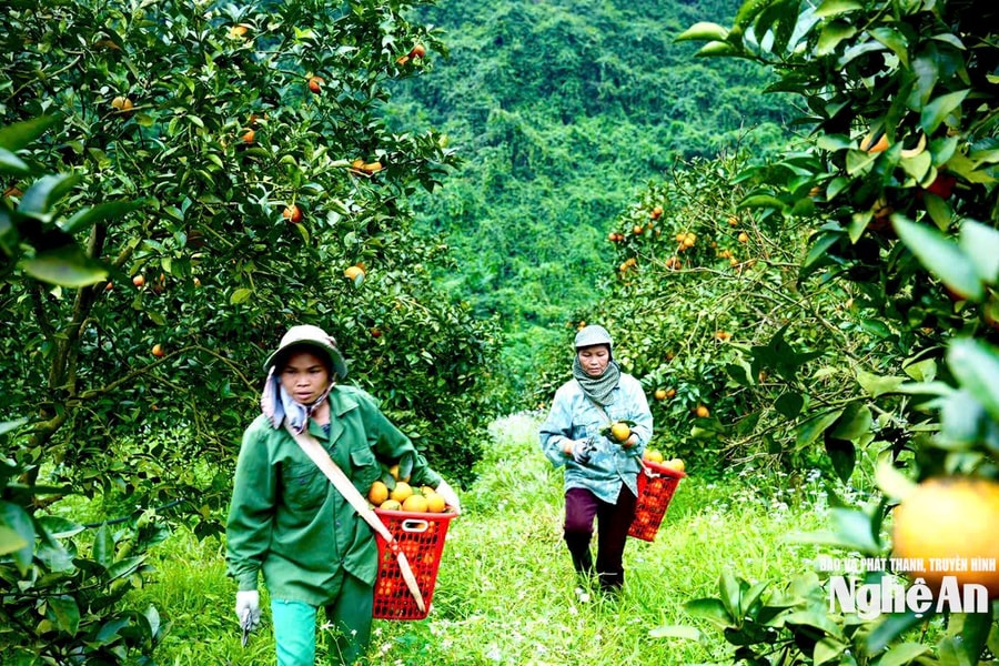 Những đồi cam mở lối sinh kế bền vững ở Môn Sơn