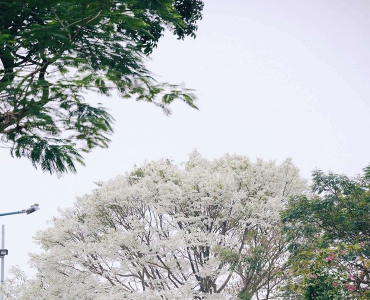 Hà Nội: Những cung đường ngắm hoa sưa trắng tinh khôi trong tháng 3