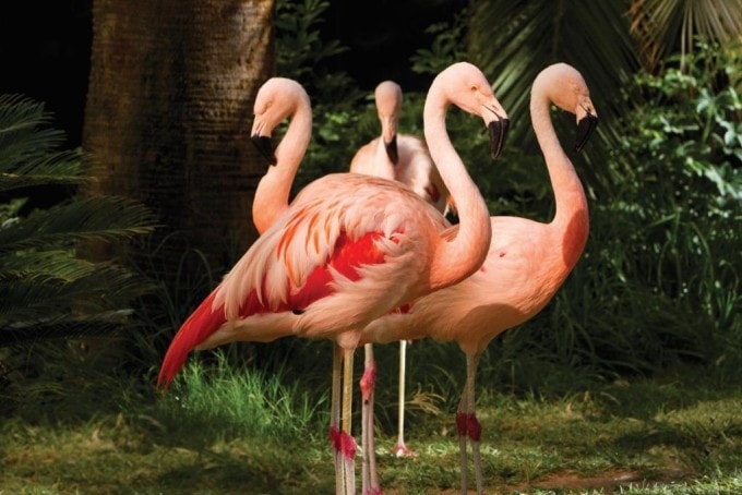 Las Vegas: Du khách bị bắt vì trộm hồng hạc để chụp ảnh tại Flamingo Hotel