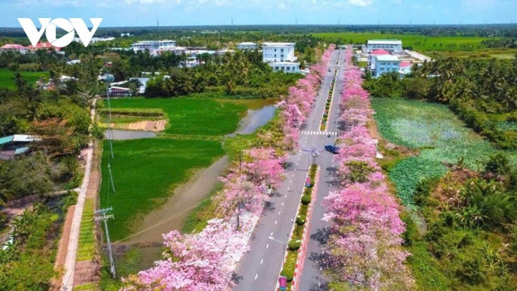 Sóc Trăng: Ngỡ ngàng cung đường kèn hồng nở rực rỡ tựa phim điện ảnh tại xã Phú Tâm