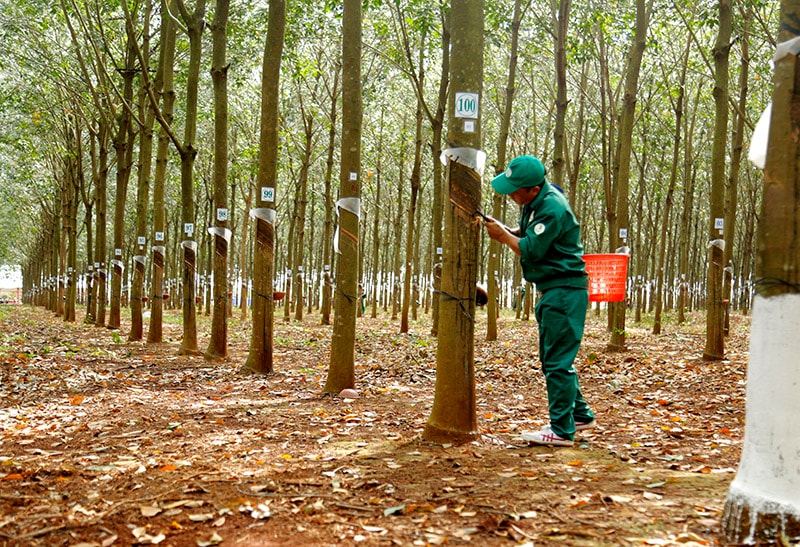 Giá cao su hôm nay 13/3: Sàn Thượng Hải tăng hơn 1%, giá mủ trong nước đi ngang