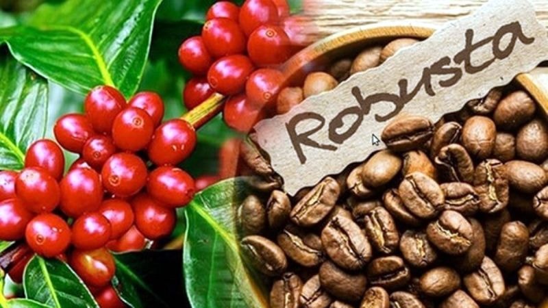 Giá cà phê hôm nay 14/3: Phục hồi đến 1.600 đồng/kg, cao nhất 94.000 đồng