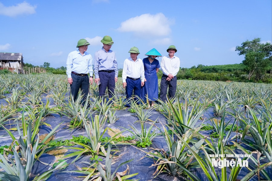 Phó Chủ tịch UBND tỉnh Nguyễn Văn Đệ kiểm tra các vùng sản xuất dứa nguyên liệu