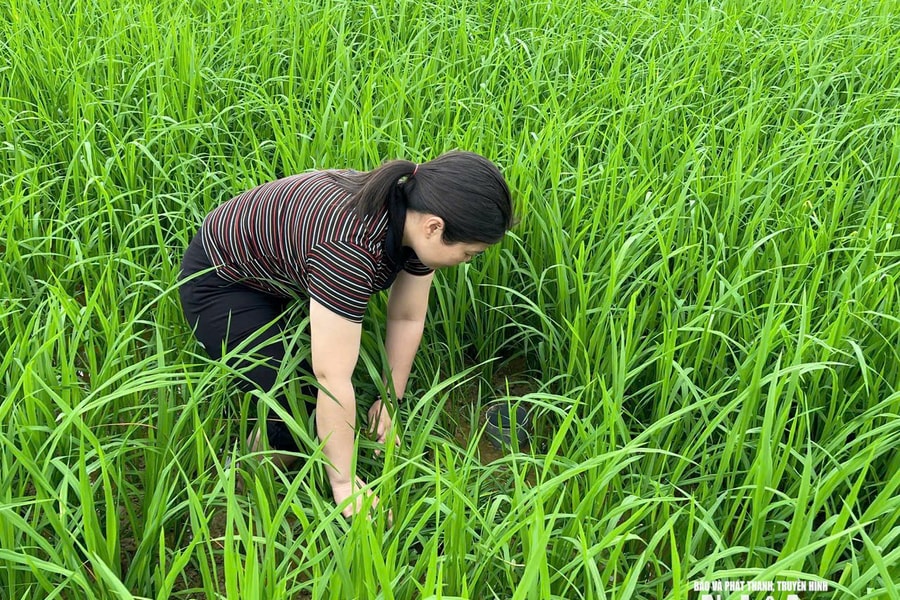 Sản xuất lúa giảm phát thải - Giải pháp cho những cánh đồng hạn hán