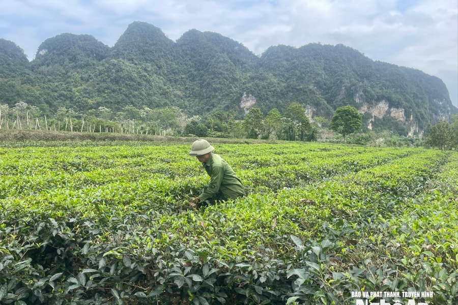 Thiếu sổ giao khoán, hàng chục hộ trồng chè ở Con Cuông bị ảnh hưởng