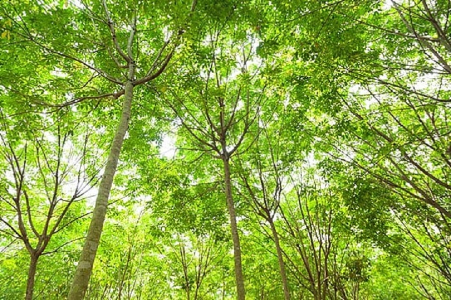 Giá cao su hôm nay 22/3: Sàn Thượng Hải và Singapore hồi phục, thị trường nội địa ổn định