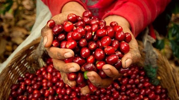 Giá cà phê hôm nay 22/3: Arabica tăng mạnh, giá nội địa duy trì mức 93.500 đồng/kg
