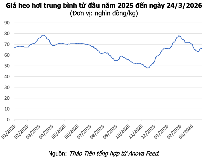 Giá heo hơi hôm nay 24/3: Miền Nam tăng lên 69.000 đồng, miền Bắc giảm nhẹ