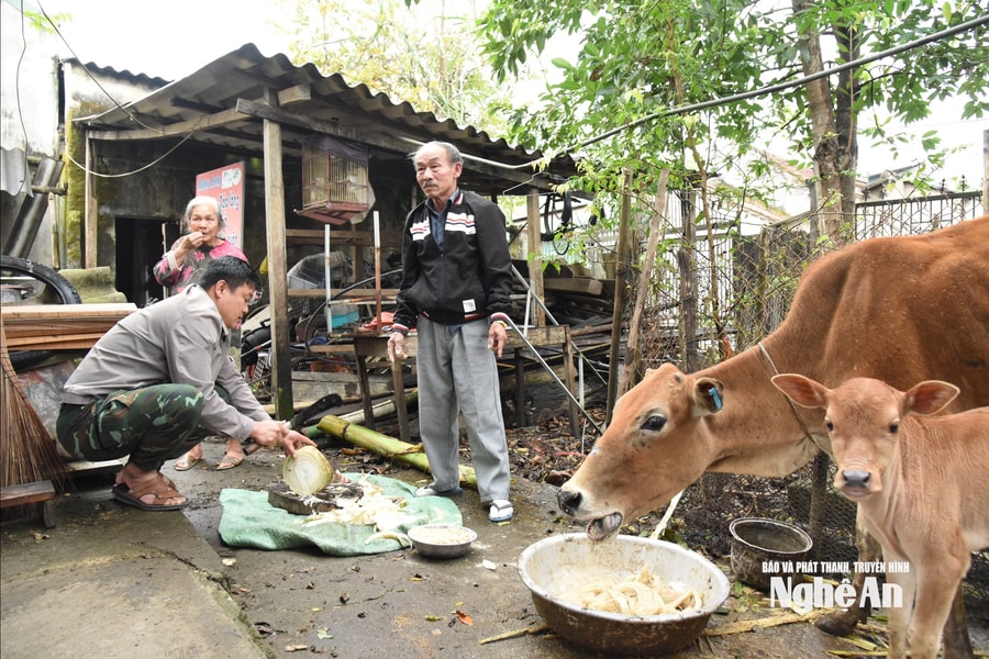 4 ngày lời 1 con bê - chuyện vui ở xã biên giới Tam Quang
