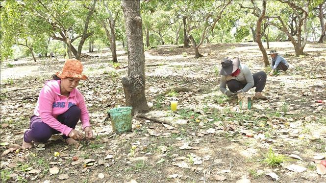 Giá điều tại Đồng Nai tăng lên 37.000 đồng/kg nhưng sản lượng sụt giảm mạnh