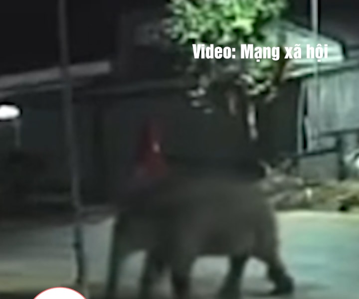Bất an voi rừng 'đi dạo' trên quốc lộ, phá rào vào trường học
