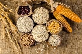 FAO dự báo sản lượng ngũ cốc toàn cầu niên vụ 2025/26 đạt 3.036 triệu tấn