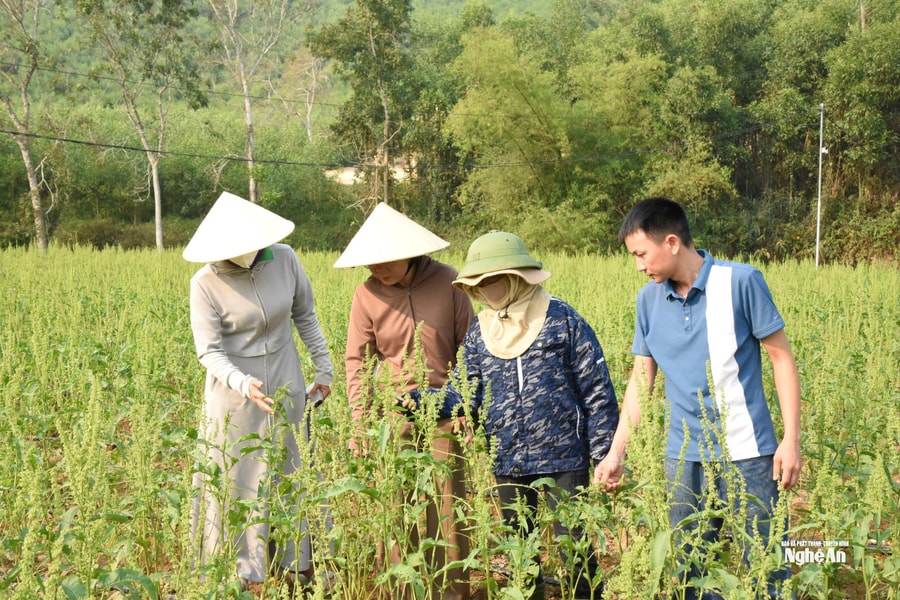 Vợ chồng 8X đưa cây sâm Nữ hoàng về phủ xanh đồng đất quê hương