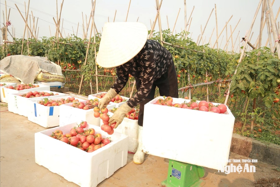 Nắng nóng, giá rau "tăng nhiệt", nông dân phấn khởi bám đồng