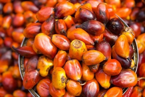 Dự báo tồn kho dầu cọ Malaysia tháng 3/2026 giảm 19,2%, thấp nhất 8 tháng qua