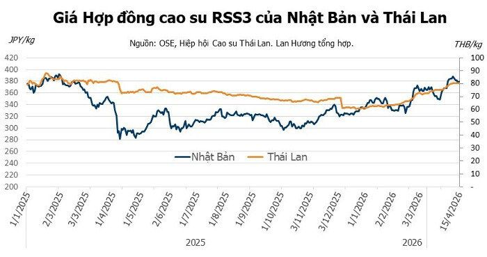 Giá cao su hôm nay 16/4/2026: Thị trường thế giới giằng co, Nhật Bản giảm phiên thứ 6