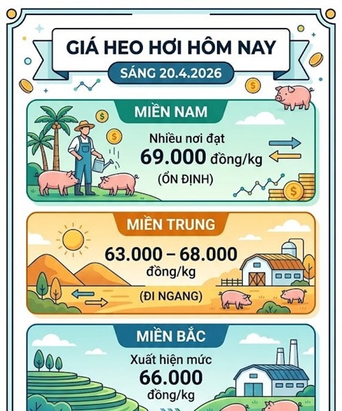Giá heo hơi hôm nay 20/4: Miền Bắc tăng lên 66.000 đồng, miền Nam giữ đỉnh 69.000 đồng