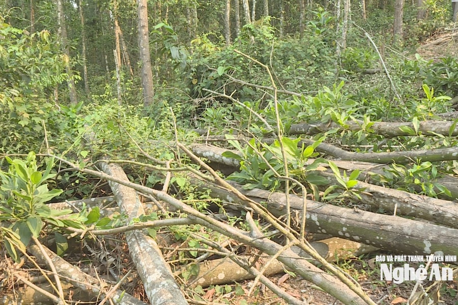 Nguy cơ cháy trên những rừng keo gãy đổ