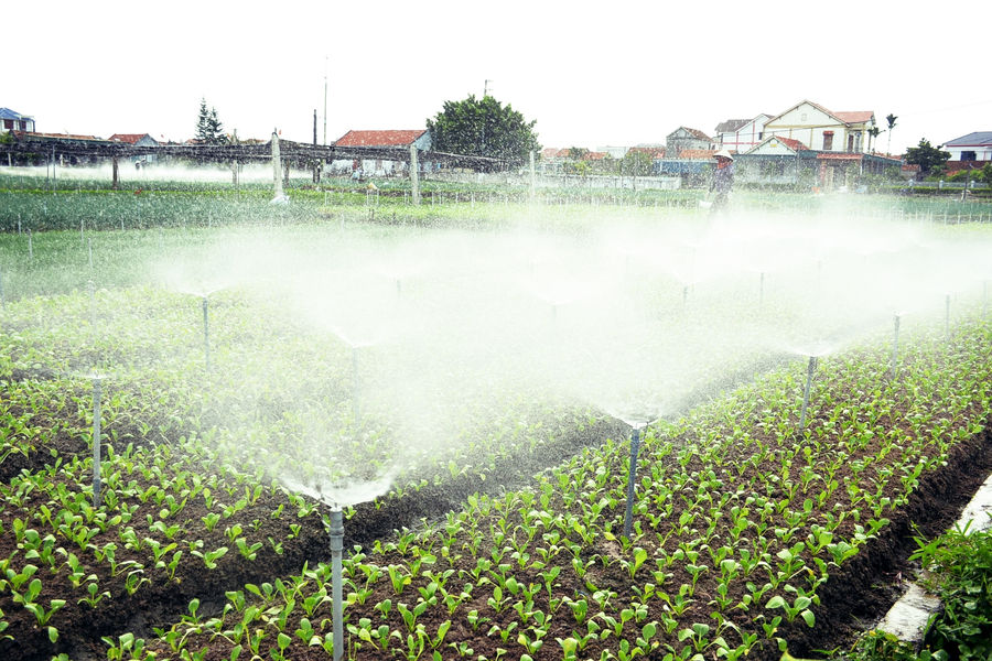 Khai thác nước ngầm: Áp lực từ những cánh đồng rau ven biển