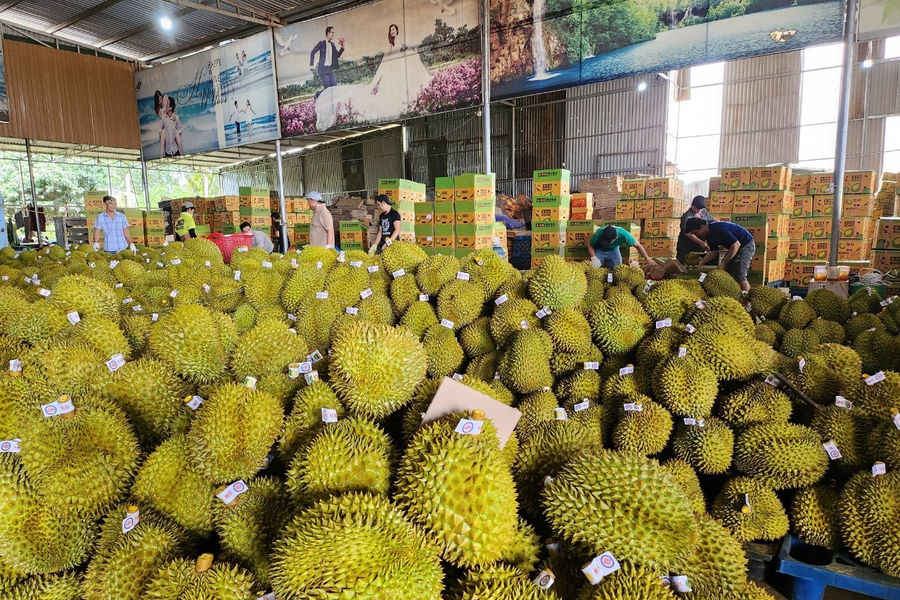 Giá sầu riêng hôm nay 4/5/2026: Ri6 ĐBSCL lao dốc, nông dân lỗ nặng