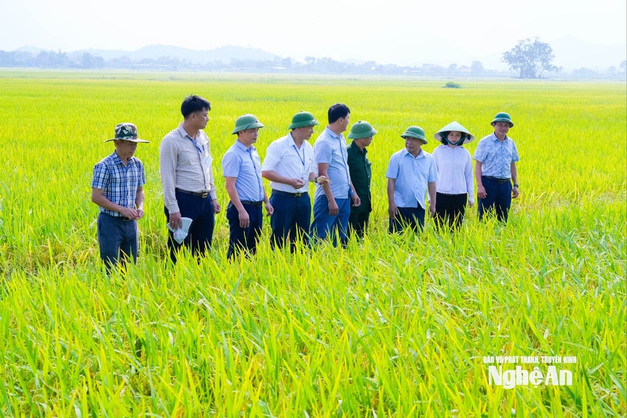 Phó Chủ tịch UBND tỉnh Nguyễn Văn Đệ kiểm tra tình hình sản xuất, thu hoạch lúa vụ Xuân