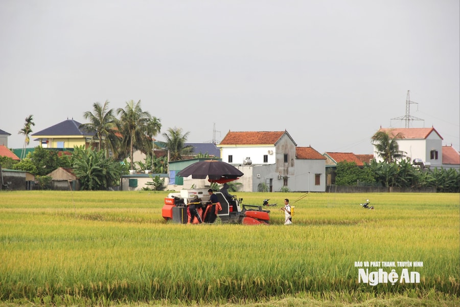 Chính quyền vào cuộc bình ổn giá thuê máy gặt mùa thu hoạch