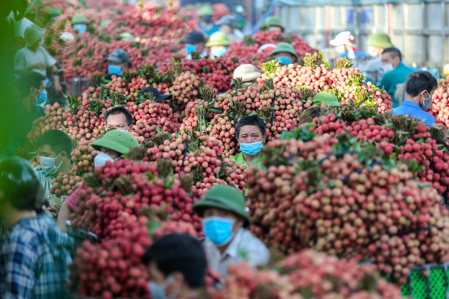 Giá vải thiều đầu mùa 2026 lên 120.000 đồng/kg
