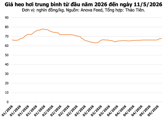 Giá heo hơi hôm nay 11/5: Miền Bắc đồng loạt tăng giá, cao nhất 69.000 đồng/kg