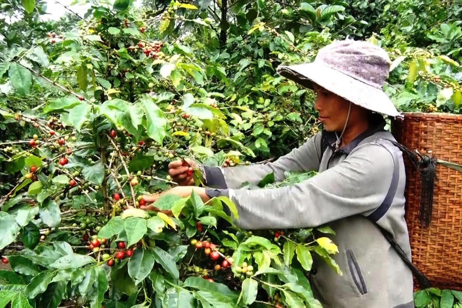 Cà phê Hướng Phùng: Viên ngọc cà phê của Việt Nam