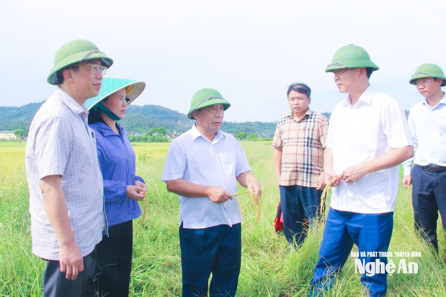 Phó Chủ tịch UBND tỉnh Nguyễn Văn Đệ kiểm tra tiến độ thu hoạch lúa vụ Xuân 2026 tại các địa phương